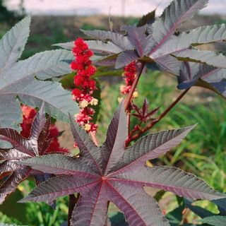 Cây thầu dầu tía. Đặc trị bệnh trĩ