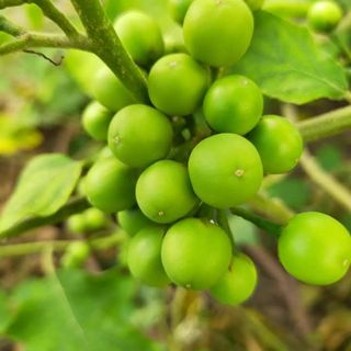 Cà dại hoa trắng. Món ăn, vị thuốc quý núi rừng