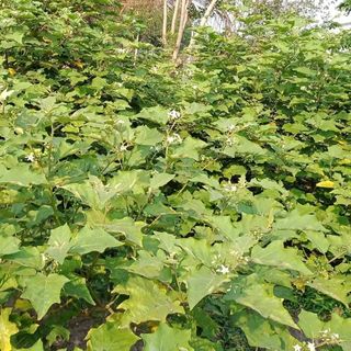 Cà dại hoa trắng. Món ăn, vị thuốc quý núi rừng