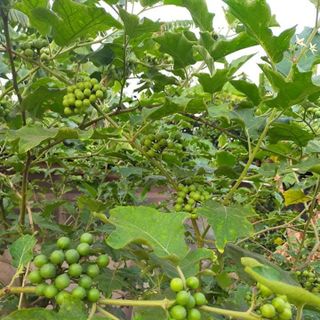 Cà dại hoa trắng. Món ăn, vị thuốc quý núi rừng