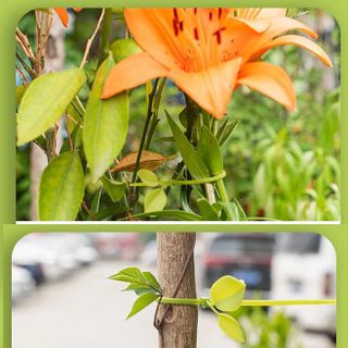 Thít Lá- Set 10 dây thít nhựa hình lá cây dùng trang trí xe máy, xe đạp, dây lạt nhựa buộc hoa quả