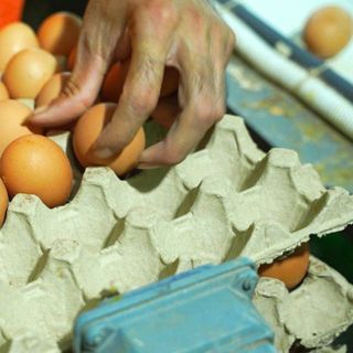 Trứng gà i-ốt tìm đôi tác