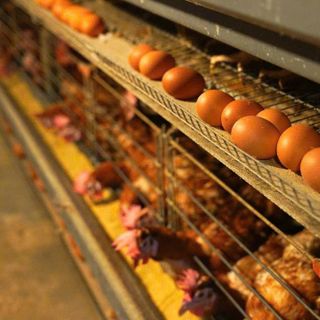 Trứng gà i-ốt tìm đôi tác