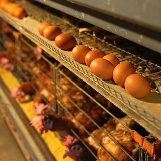 Trứng gà i - ốt nguồn dinh dưỡng hữu cơ