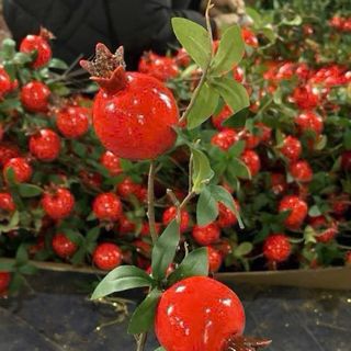 Cành lựu trang trí