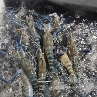 Tôm càng xanh sống -  Khay 500g (giao hcm)