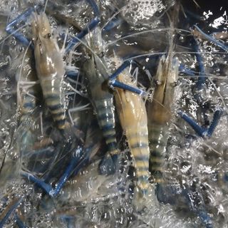 Tôm càng xanh sống -  Khay 500g (giao hcm)