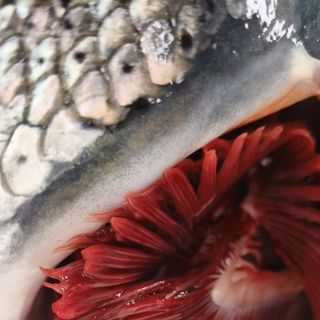 Cá hồi Nauy Nguyên Con