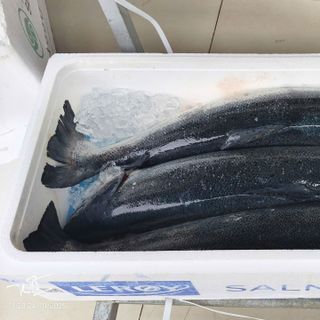 Cá hồi Nauy Nguyên Con