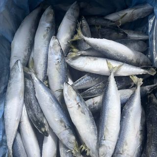 CÁ NỤC SAPA TQ SIZE 6/8