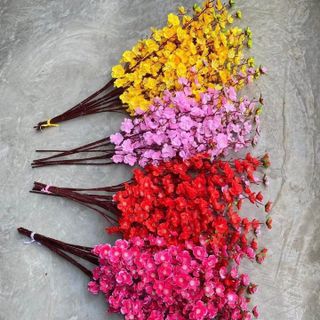 Hoa anh đào/hoa mai