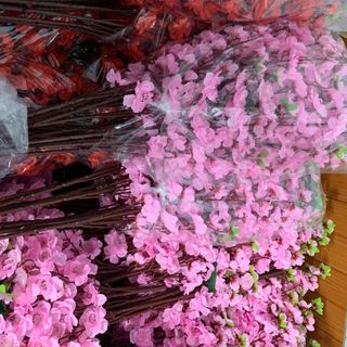 Hoa anh đào/hoa mai