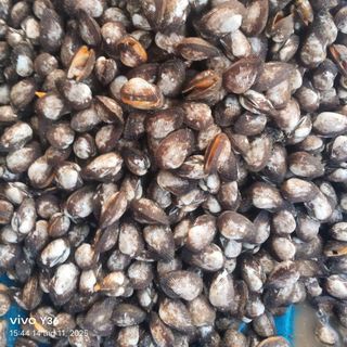 Thịt ruột sò long tươi câp đông - Hộp 500gr (giao hoả tốc)