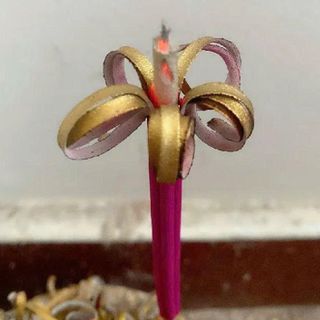 NHANG NỞ HOA PHÚ QUÝ TÀI LỘC