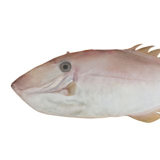 Cá bò giấy tươi – đặc sản miền Trung – tươi như vừa đánh bắt!