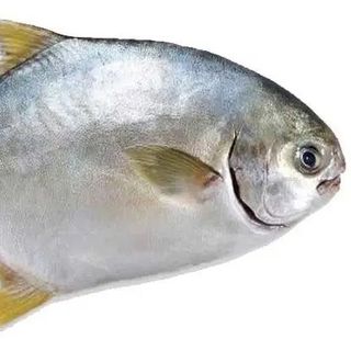 Cá chim vàng/chim cu biển – chuẩn vị miền Trung, giá tận gốc từ vựa