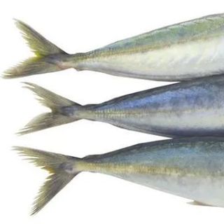 Cá Nục Suôn Xanh Làm Sạch – Tươi 100% – Giao Nhanh – Size 8–10 Con/Kg