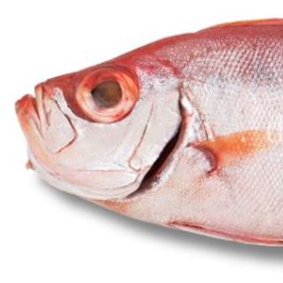 Cá bã trầu biển – đặc sản miền Trung – giá rẻ hơn siêu thị