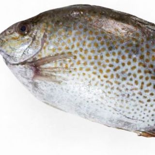 Cá dìa biển – đặc sản miền Trung – tươi như vừa đánh bắt!