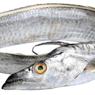 Cá hố cắt khúc đầu, đuôi– tươi như vừa đánh bắt – giá tận gốc từ vựa