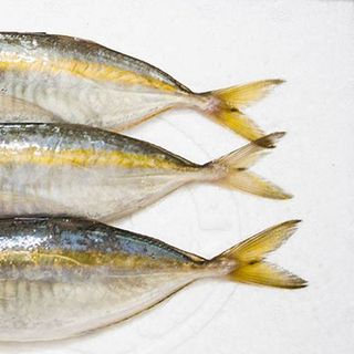 Cá Chỉ Vàng Tươi Ngon – Giá Tốt – Chế Biến Ngon – Giao Hàng Nhanh