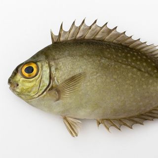 Cá giò / cá kình tươi ngon – giá rẻ hơn siêu thị – freeship từ 2kg