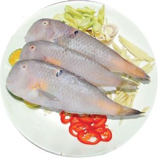 Cá mó biển – đặc sản miền Trung – tươi như vừa đánh bắt!