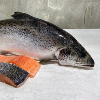 Cá Hồi Nguyên Con