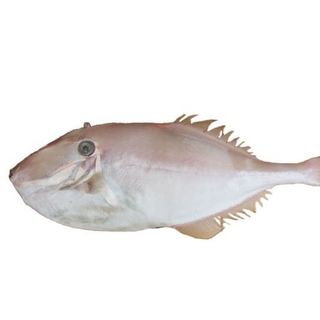 Cá bò giấy tươi – đặc sản miền Trung – tươi như vừa đánh bắt!