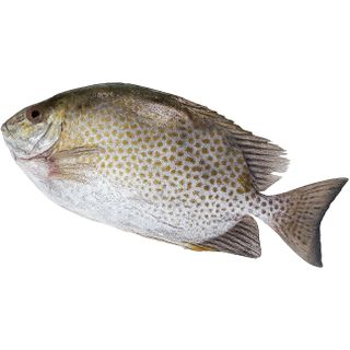 Cá dìa biển – đặc sản miền Trung – tươi như vừa đánh bắt!