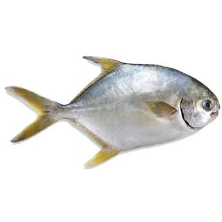 Cá chim vàng/chim cu biển – chuẩn vị miền Trung, giá tận gốc từ vựa