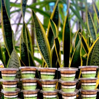 Ly nhựa hoa mai, ly nhựa bông mai 90ml/110ml