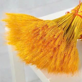 Bó bông lúa mạch khô dùng để trang trí chiêu tài lộc và may mắn