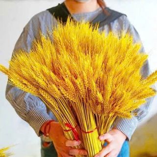 Bó bông lúa mạch khô dùng để trang trí chiêu tài lộc và may mắn