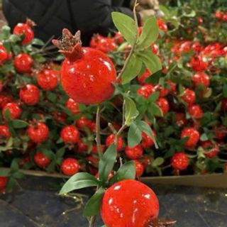 Cành lựu trang trí