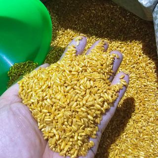 GẠO VÀNG THẦN TÀI PHONG THUỶ