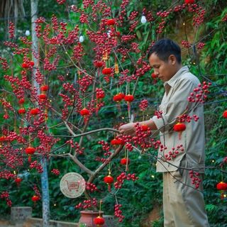 SET 10 NHÀNH ĐÀO ĐÔNG NHỎ
