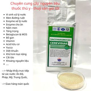 GIẢI PHÁP VI SINH CHO AO NUÔI HIỆU QUẢ- SACCHAROMYCES CEREVISIAE (THT)