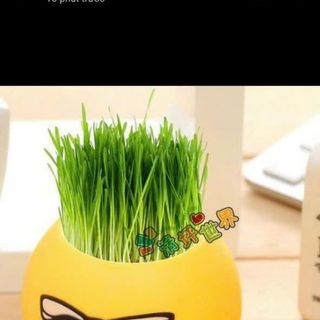 Hủ trồng cây đẹp trang trí