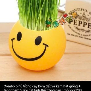 Hủ trồng cây đẹp trang trí