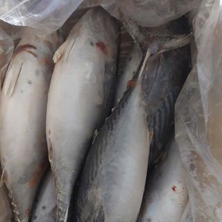 CÁ NGỪ BÔNG NGUYÊN CON, NET 95%