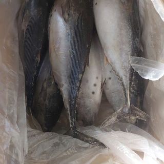 CÁ NGỪ BÔNG NGUYÊN CON, NET 95%