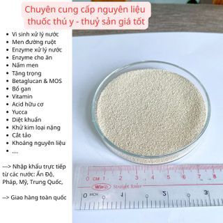 Nấm men đậm đặc 15 tỷ - Phileo