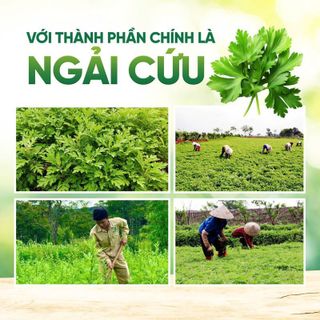 Thảm thảo mộc ngải cứu ĐÔNG Y SƯỞI ẤM hàng loại 1 nặng trên 2kg giá sỉ