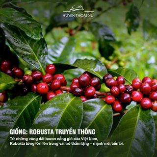 Cà Phê Chất Lượng Cao M’JA - 100% Robusta Đắk Lắk - Nguyên Chất - Rang Mộc - Premium - Túi 250gr