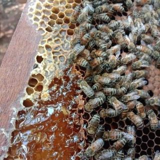 (HCM) Mật ong hoa cà phê nguyên chất loại 1 bao ngon chai 1 l Mật ong hoa cà phê nguyên chất loại 1 bao ngon chai 1 l