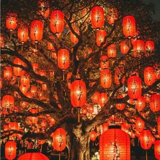 TÚI 4 LỒNG ĐÈN TRỤ HOA ĐÀO  Size 8