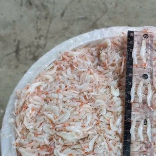 Ruốc muối - Mắm tép Hàn dùng làm kim chi, nước sốt, mắm tôm hoặc ăn sống - 500GR/HŨ (Có thùng 20kg)