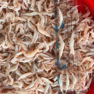 Ruốc muối - Mắm tép Hàn dùng làm kim chi, nước sốt, mắm tôm hoặc ăn sống - 500GR/HŨ (Có thùng 20kg)