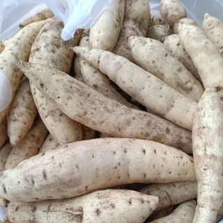 Khoai lang trắng sữa thái ruột vàng dẻo ngọt ít bột